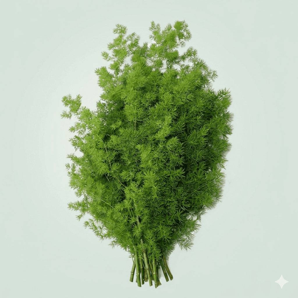 Asparagus Compact dense decorative foliage