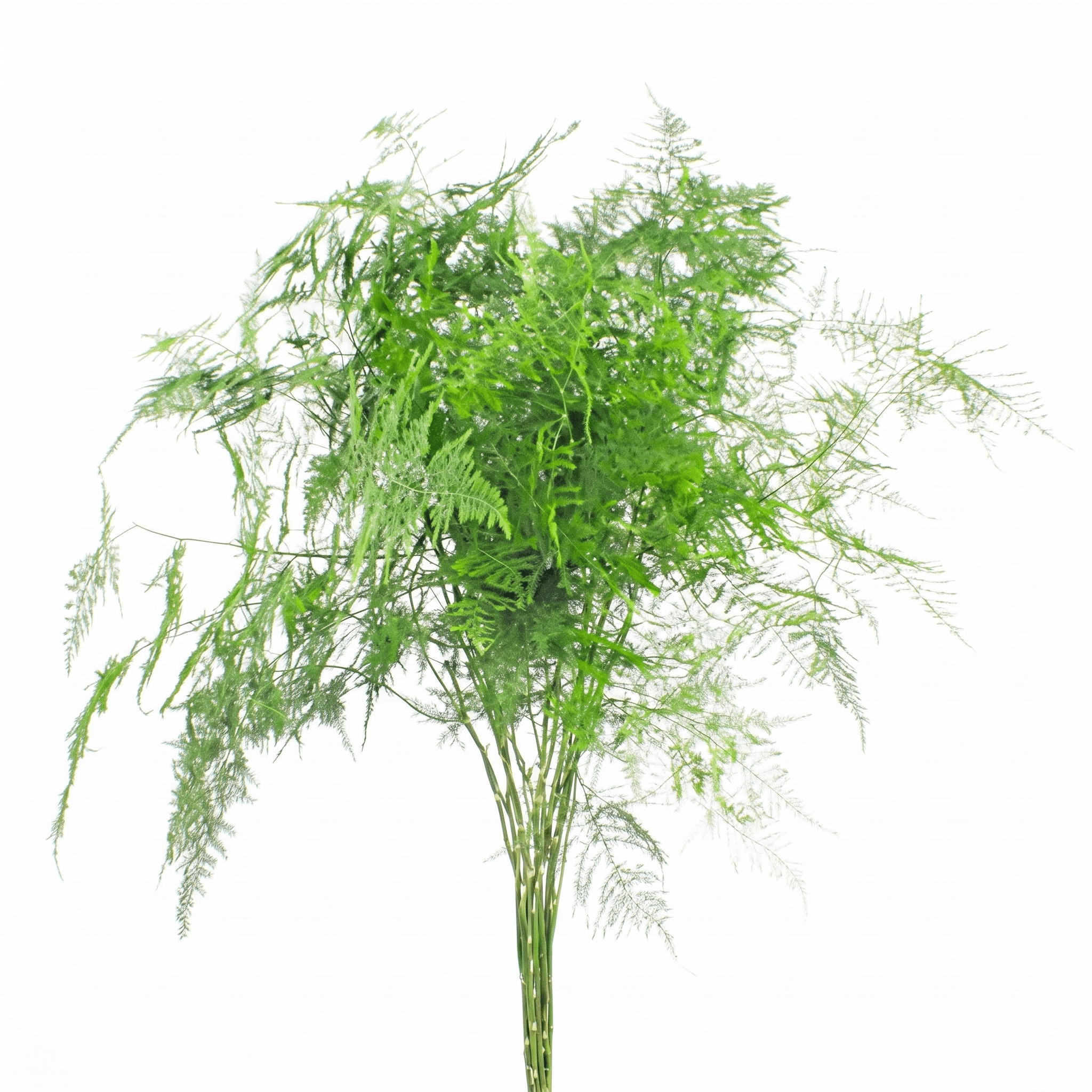 Asparagus Long trailing decorative foliage